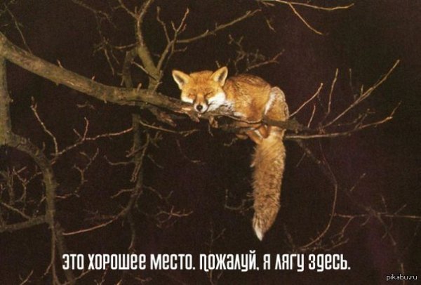 Лиса