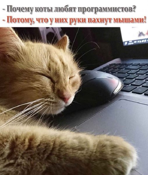 Почему коты любят программистов?