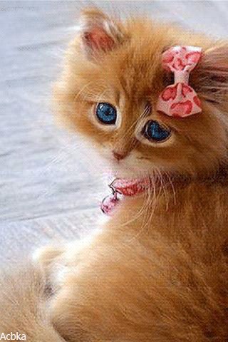 file_79411316