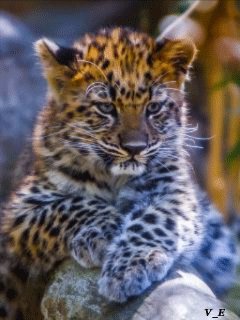 file_62737866