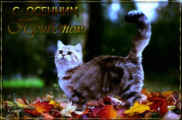 С осенним приветом