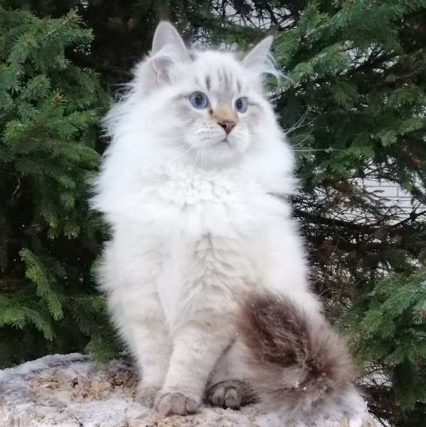 Красавец