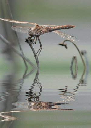 Стрекоза