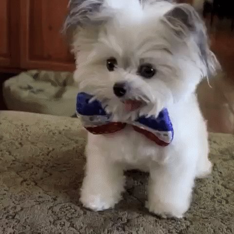 gif 1473878760
