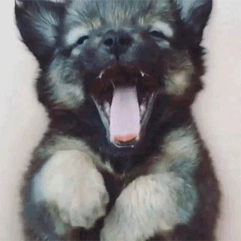 Щенок