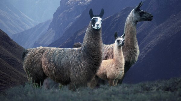 Llamapairperu gettyimages-10192716 3840x2160