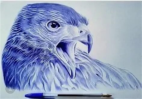 Беркут