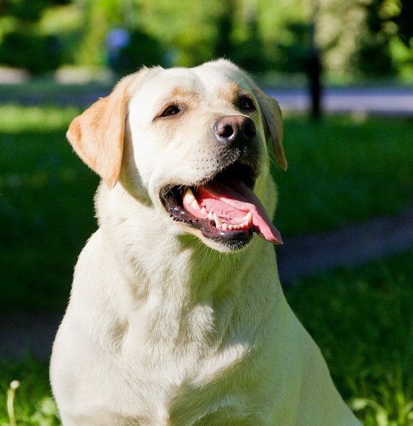 Х1lgC1WYw0CM