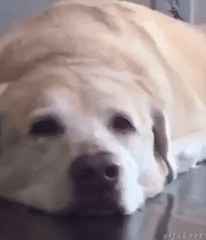 Собака улыбака..)))