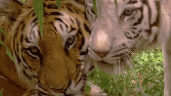 Al-tiger-day-see-why-these-cats-earned-their-stripes