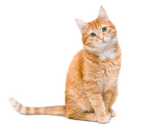 Кошка рыжая