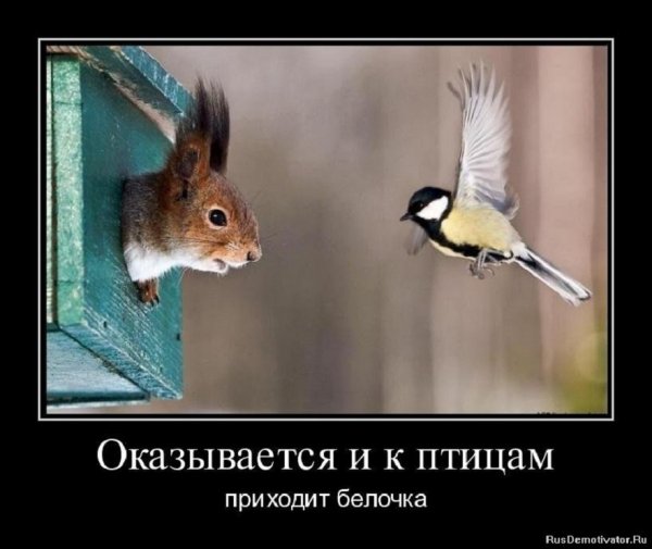 Оказывается и к птицам приходит белочка
