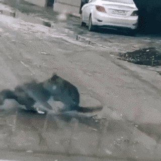 Котодрака)