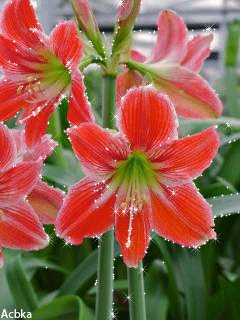 file_46305906