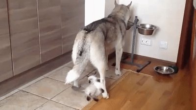 Милота)