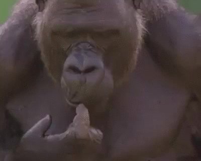 gif, эмоции, горилла, обезьяна