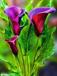 file_56948992