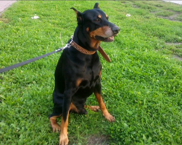 Dober.Man