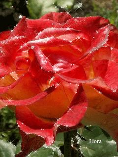 file_63378233