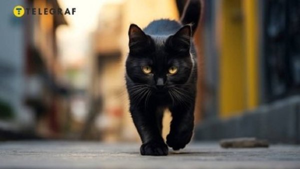 Чёрный котёнок