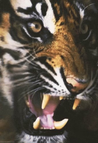 Lsu-football
