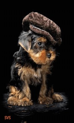 КРАСАВЧИК