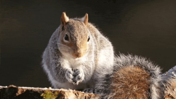 squirrel 1