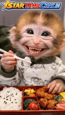 Monkey