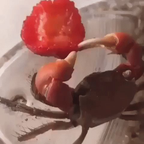 Просто крабик кушает