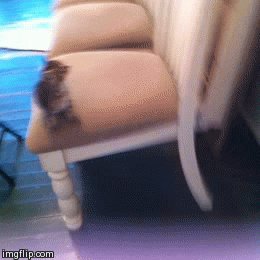 gifs