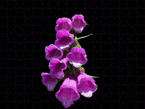 Faktor-2 - Violeta Extended Version ft M