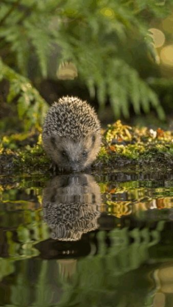 file_81912720