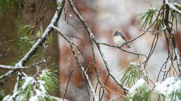 TuftedTitmouse ROW4045050908 UHD