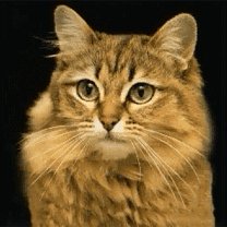 Кототигр