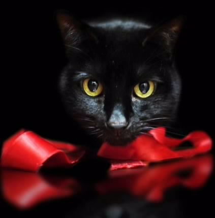 Blackcat04