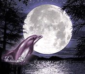 delfin