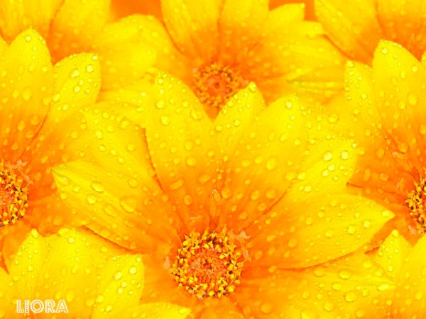 file_96441959