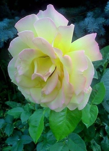 file_66044039
