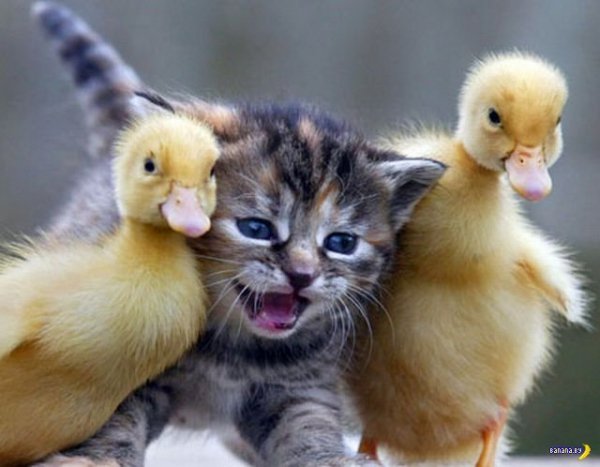 these funny animals 1209 640