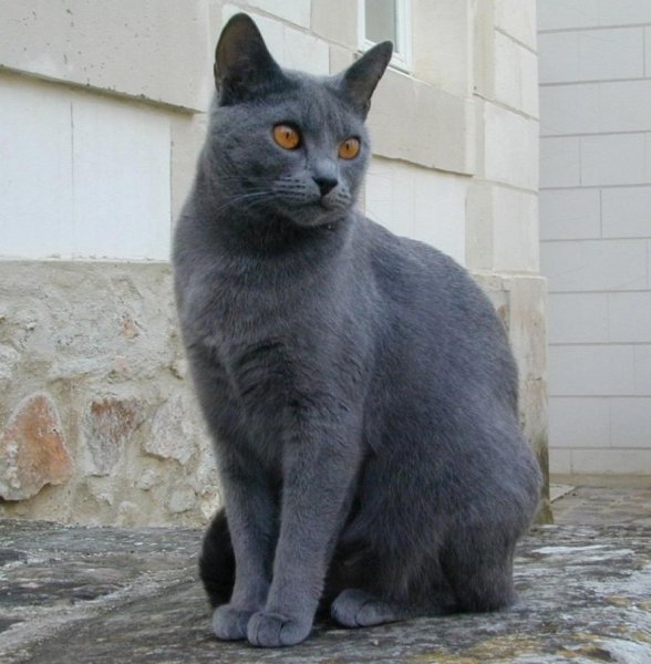 Шартрез