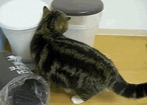 Кот