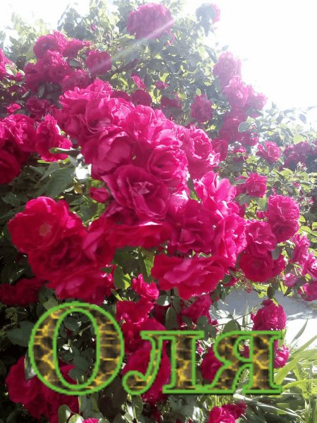 Оля(розы)