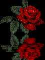 roza 8849117