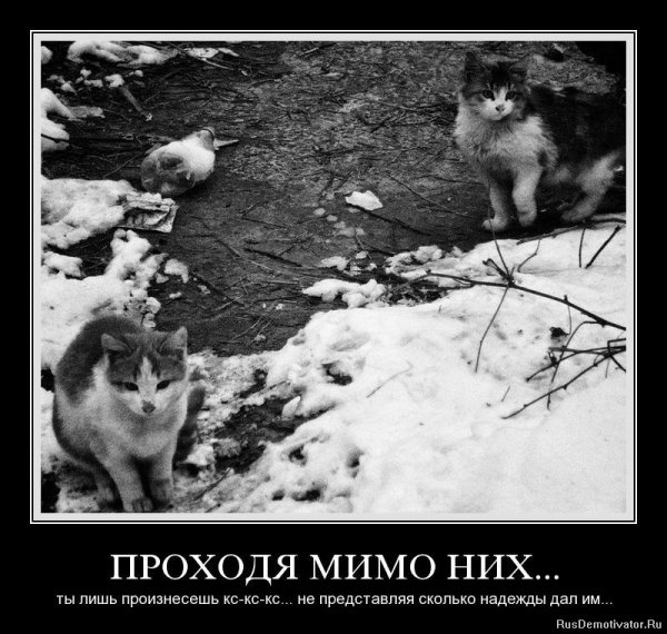 Кис кис...
