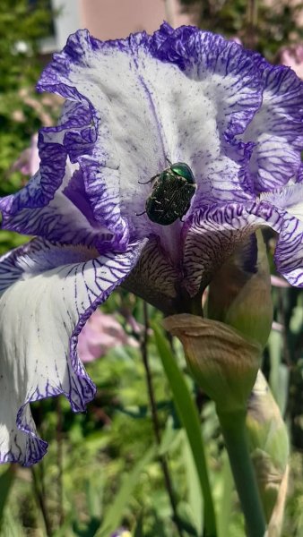 Фото 684