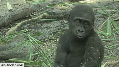 Monkey