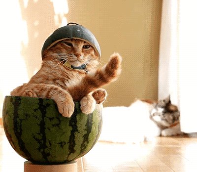 котэ-гифки-питомец-животные-3345425
