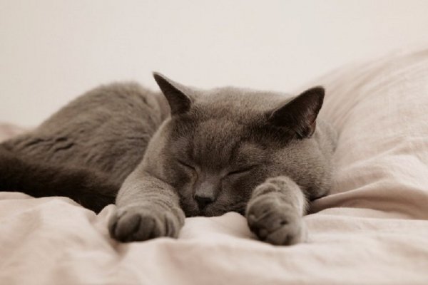 Кот спит