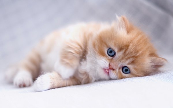 Котёнок