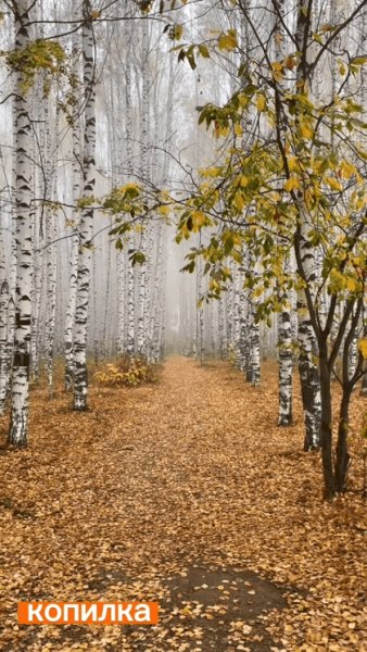 file_95116518